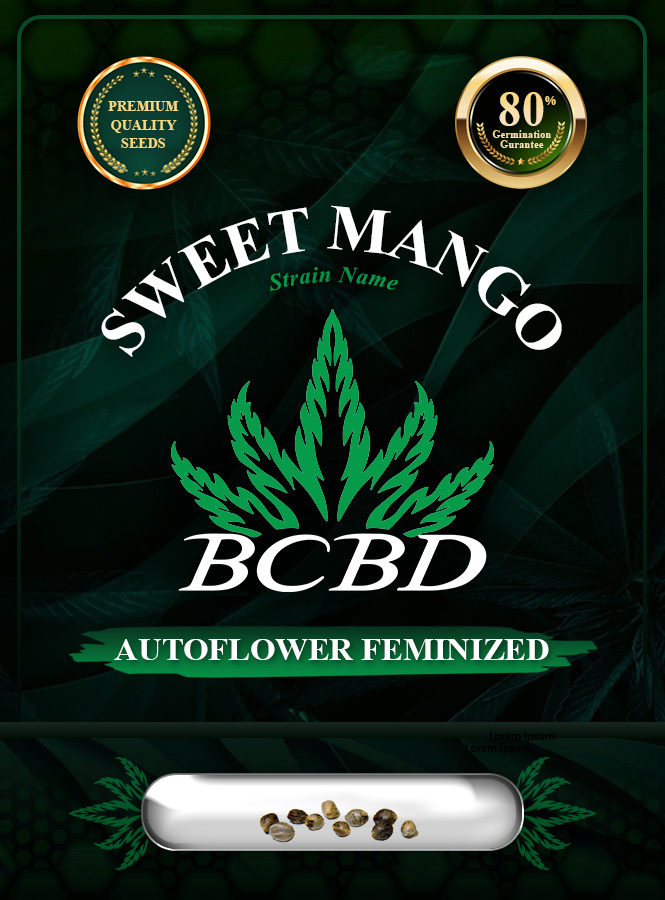 Sweet Mango Strain Autoflowering Marijuana Seeds