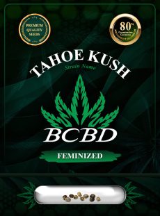 Tahoe Kush Feminized