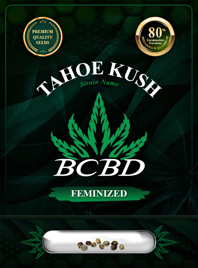 Tahoe Kush Feminized Marijuana Seeds