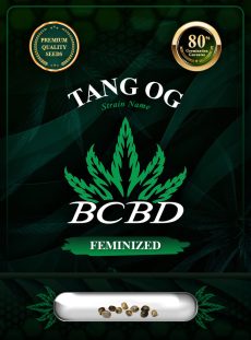 Tang OG Strain Feminized