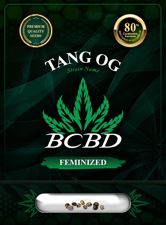 Tang OG Strain Feminized Marijuana Seeds