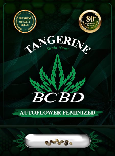 Tangerine Strain Autoflowering Feminized