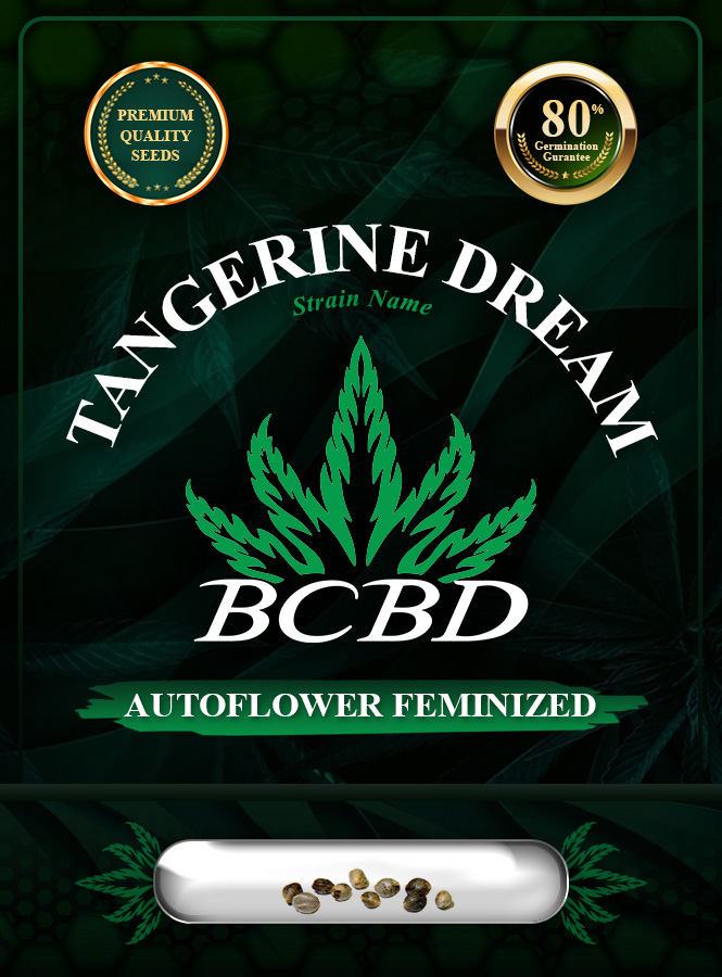 Tangerine Dream Strain Autoflowering Marijuana Seeds