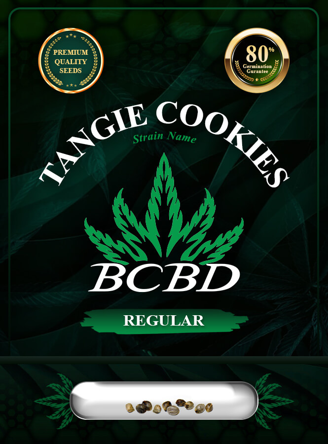 Tangie Cookies Strain Regular Marijuana Seeds