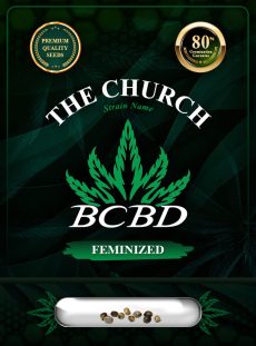 The Church Strain Feminized