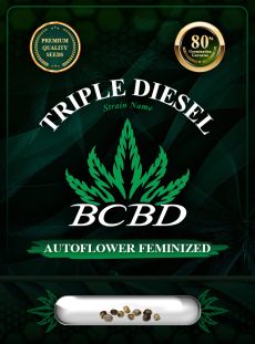 Triple Diesel Strain Autoflowering