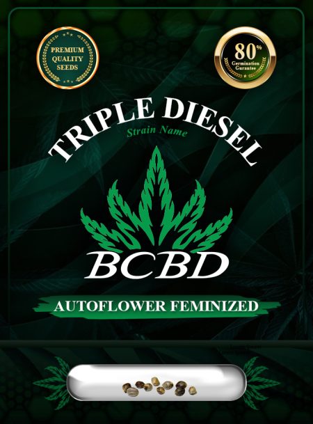 Triple Diesel Strain Autoflowering