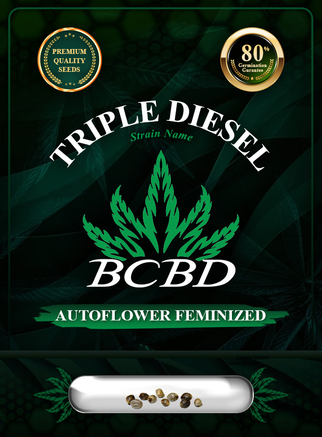 Triple Diesel Strain Autoflowering Marijuana Seeds