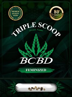 Triple Scoop Strain Feminized