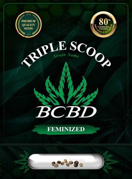 Triple Scoop Strain Feminized