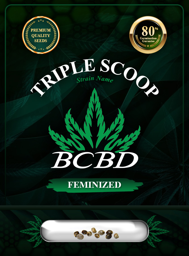 Triple Scoop Strain Feminized Marijuana Seeds