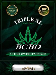 Triple XL Strain Autoflowering