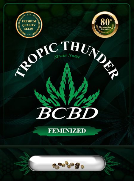 Tropic Thunder Strain Feminized