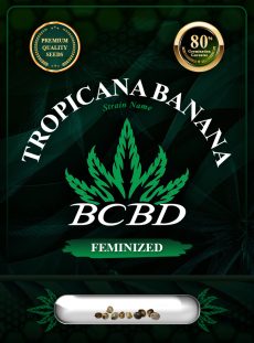 Tropicana Banana Strain Feminized