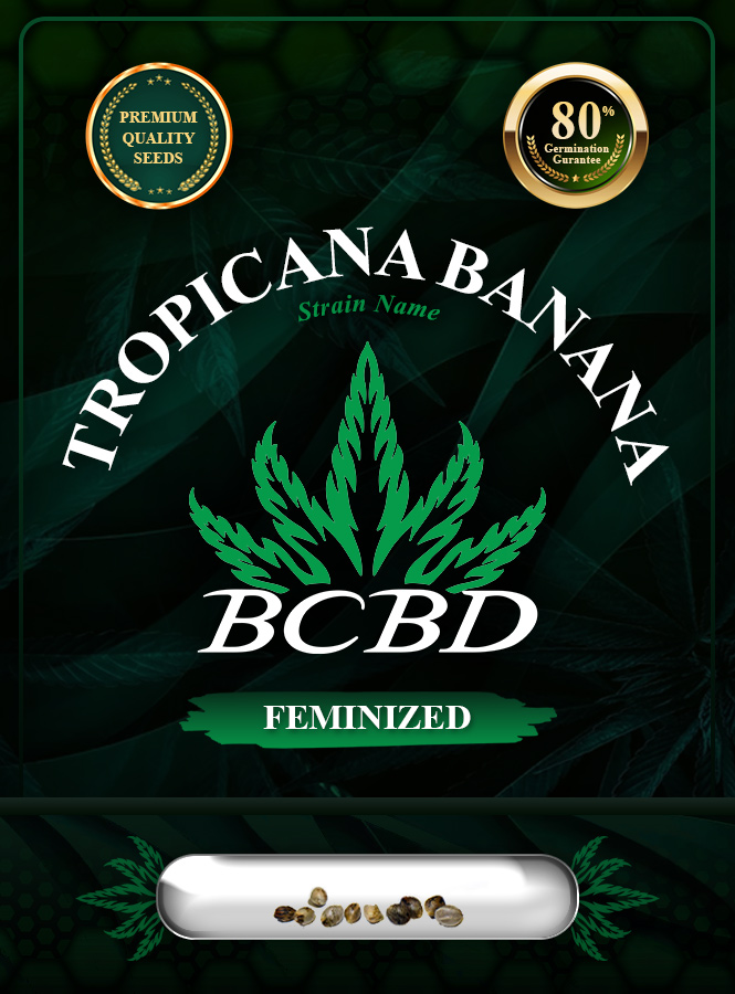 Tropicana Banana Strain Feminized Marijuana Seeds