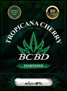 Tropicana Cherry Strain Feminized