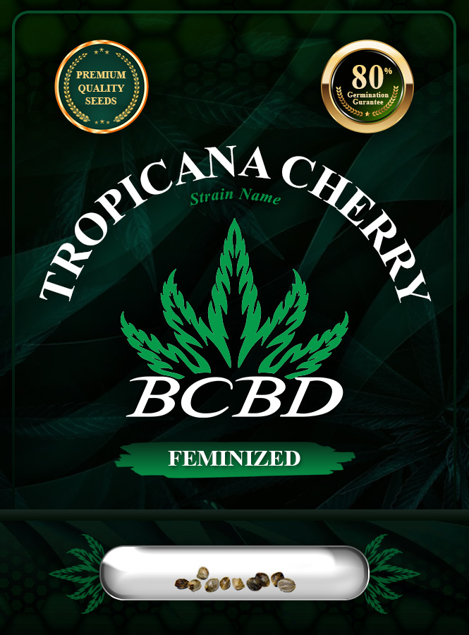 Tropicana Cherry Strain Feminized Marijuana Seeds
