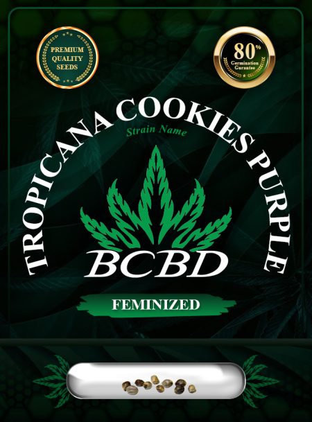 Tropicana Cookies Purple Strain Feminized