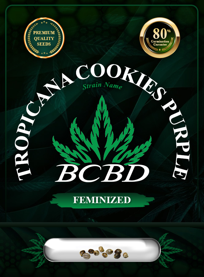 Tropicana Cookies Purple Strain Feminized Marijuana Seeds