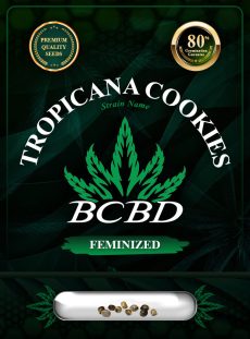 Tropicana Cookies Strain Feminized