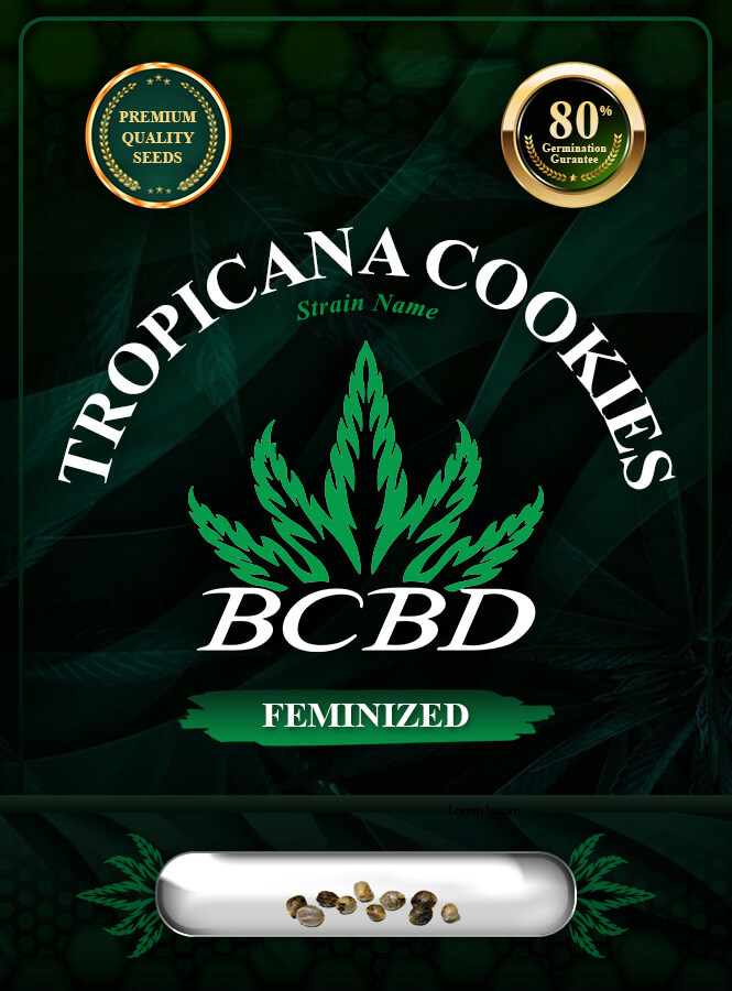 Tropicana Cookies Strain Feminized Marijuana Seeds