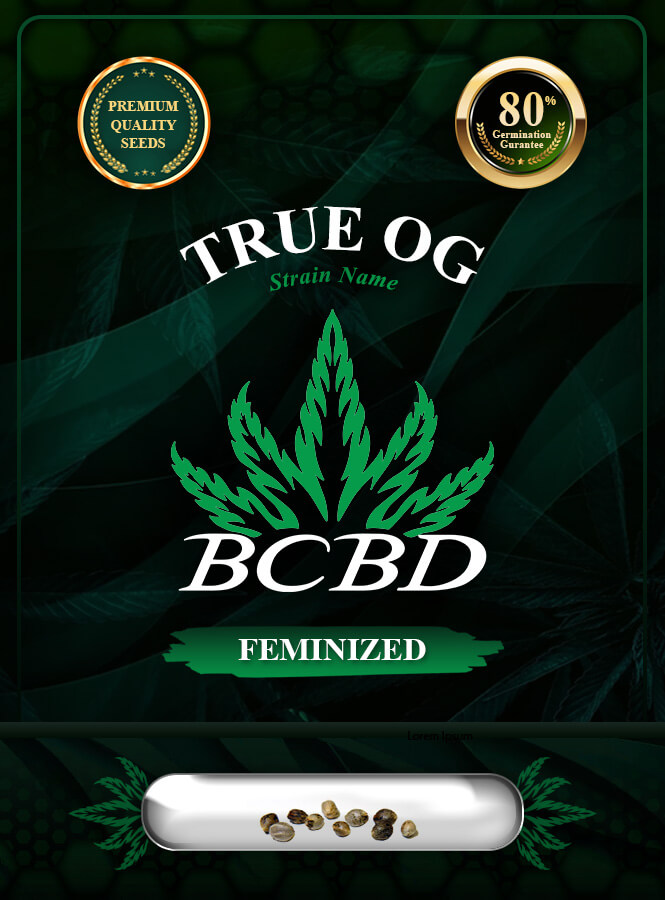True OG Strain Feminized Marijuana Seeds