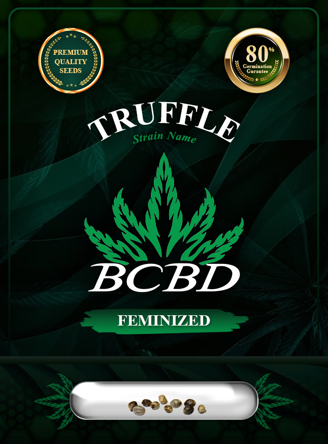 Truffle Strain Feminized Marijuana Seeds