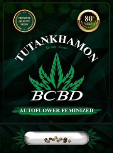 Tutankhamon Strain Autoflowering