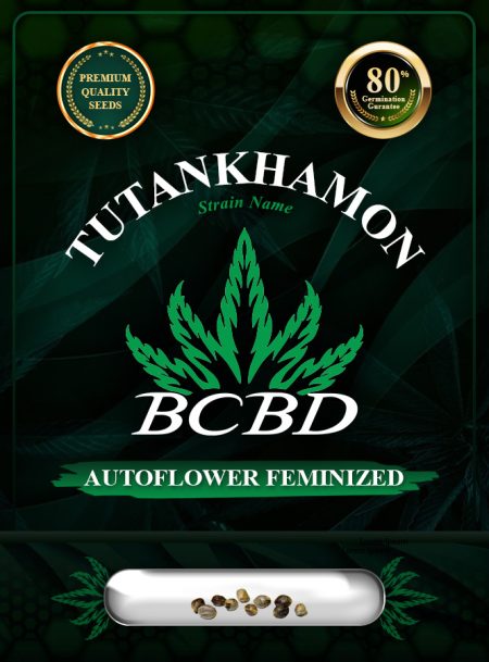 Tutankhamon Strain Autoflowering