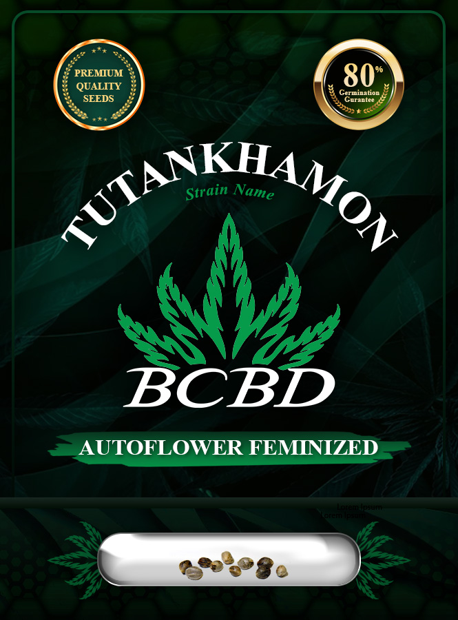 Tutankhamon Strain Autoflowering Marijuana Seeds