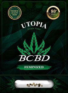 Utopia Strain Feminized