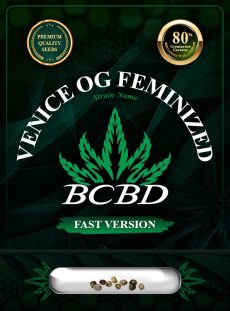 Venice OG Strain Feminized Fast Version