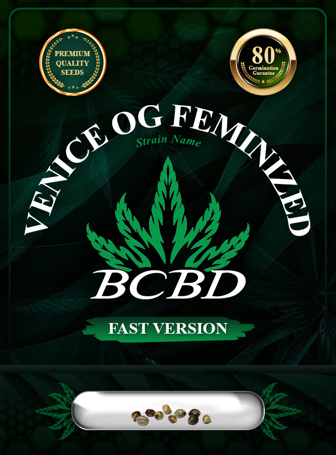 Venice OG Strain Feminized Fast Version Marijuana Seeds