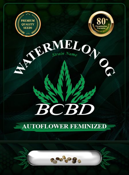Watermelon OG Strain Autoflowering