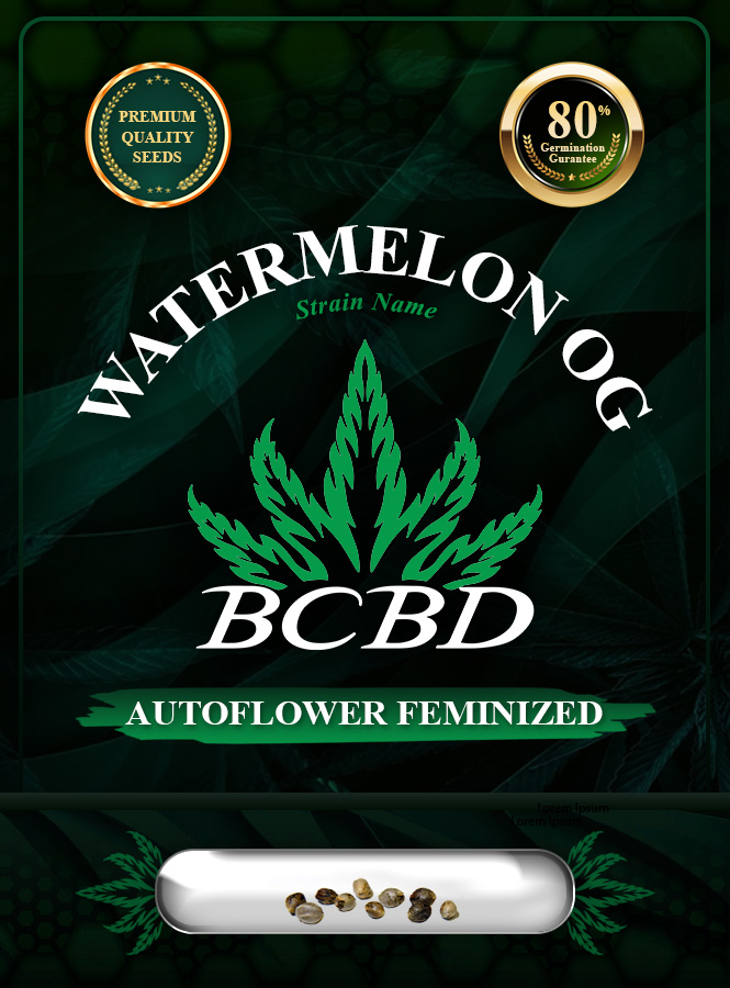 Watermelon OG Strain Autoflowering Marijuana Seeds