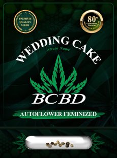 Wedding Cake Strain Autoflowering