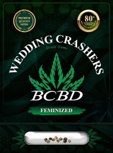Wedding Crasher Strain Feminized