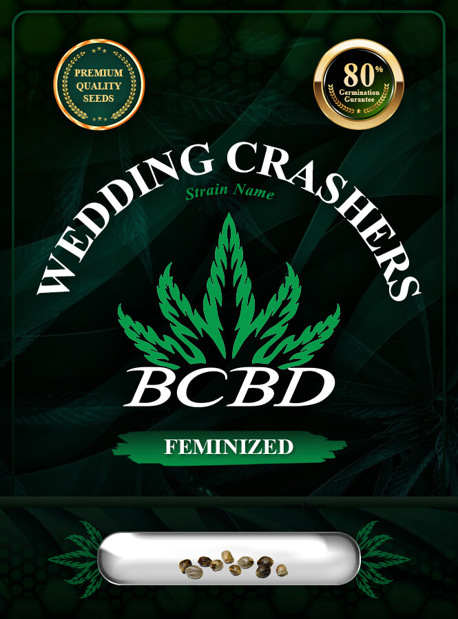 Wedding Crasher Strain Feminized Marijuana Seeds