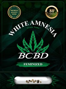White Amnesia Strain Feminized
