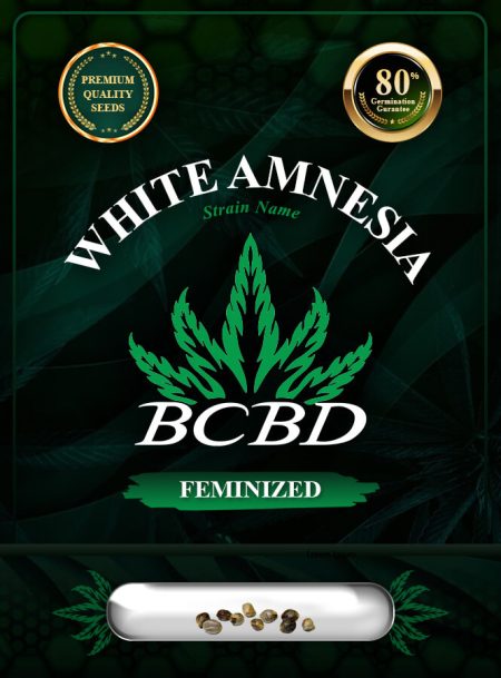 White Amnesia Strain Feminized