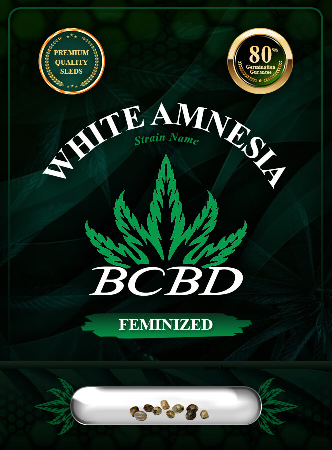 White Amnesia Strain Feminized Marijuana Seeds