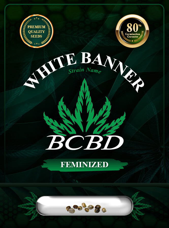 White Banner Strain Feminized Marijuana Seeds