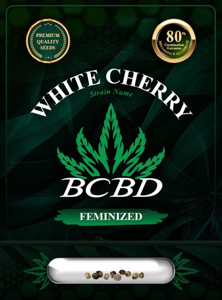 White Cherry Strain Feminized