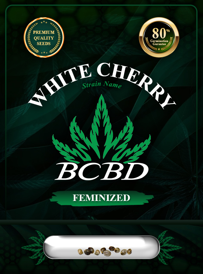 White Cherry Strain Feminized Marijuana Seeds
