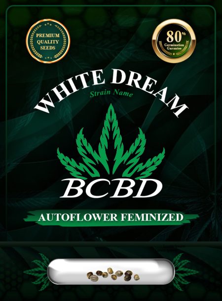 White Dream Strain Autoflowering