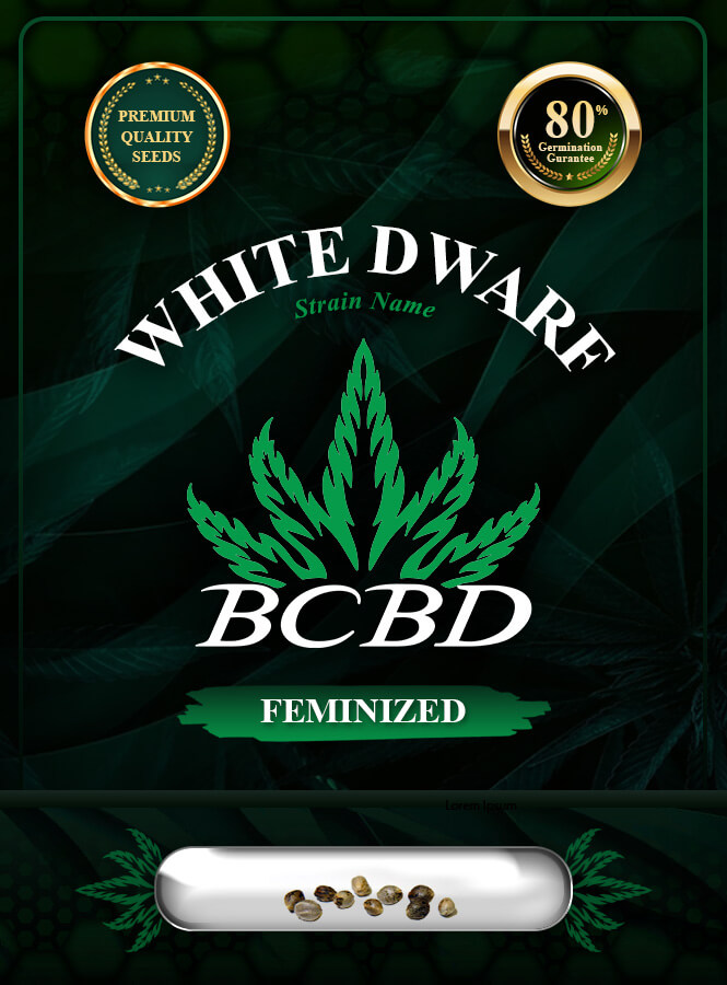 White Dwarf Strain Feminized Marijuana Seeds