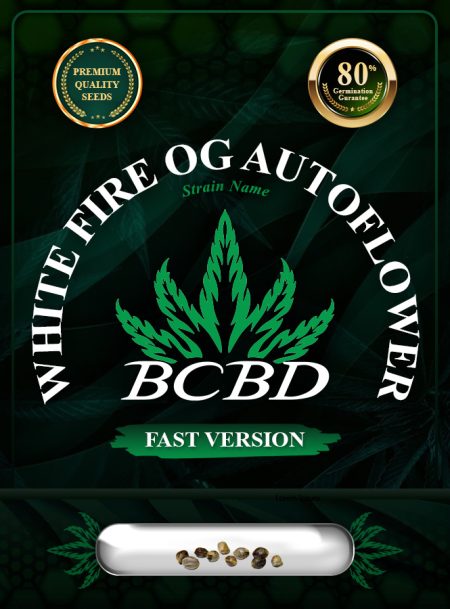 White Fire OG Strain Autoflowering Fast Version