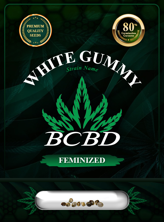 White Gummy Strain Feminized Marijuana Seeds