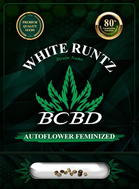 White Runtz Strain Autoflowering
