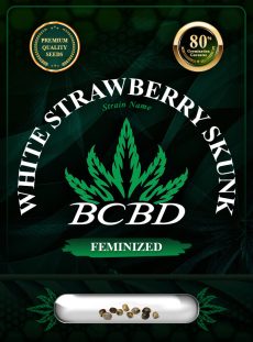 White Strawberry Skunk Strain Feminized